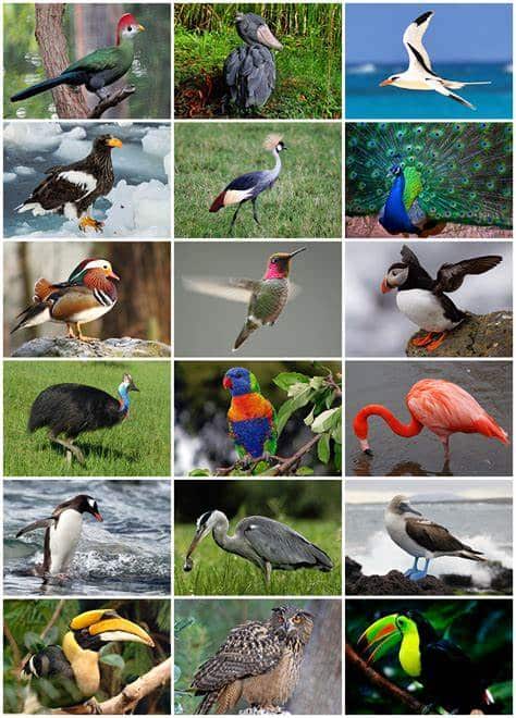 Creation of Birds – Day 5 Lesson 15