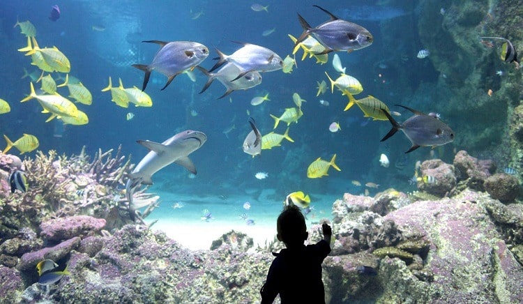 Waters Abound With Abundance of Living Creatures – Day 5 Continued – Lesson 16