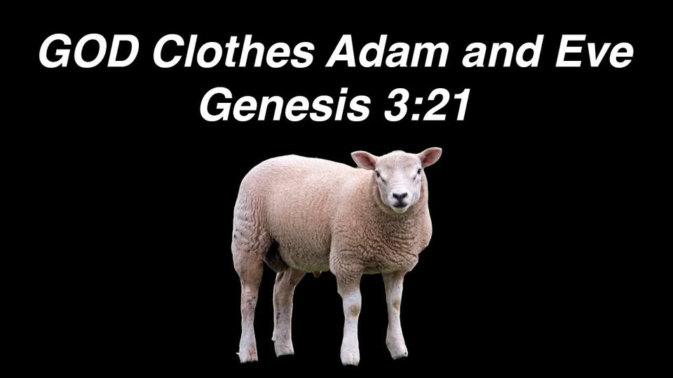 God Shed First Blood Ever Shed to Cover Adam’s and Eve’s Sin – Lesson 25