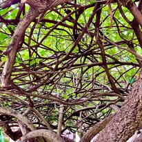 Vision: Unsnarling Tangled Up Vine Branches – 2025